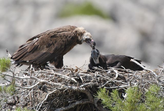 ONG ecologista confirma incendio forestal Sierra San Pedro calcino 50 nidos buitre negro