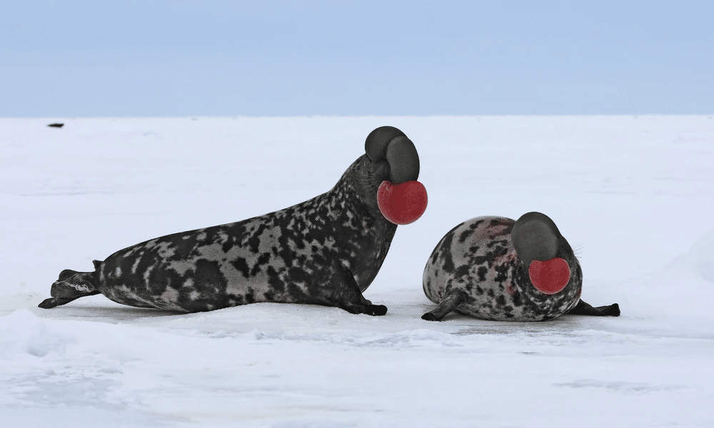 foca capuchina barbuda pía son especies Ártico peligro extinción cambio climático avisa UICN