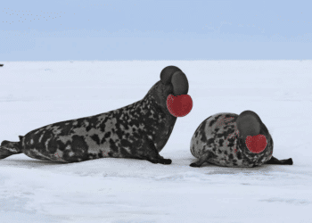 foca capuchina barbuda pía son especies Ártico peligro extinción cambio climático avisa UICN