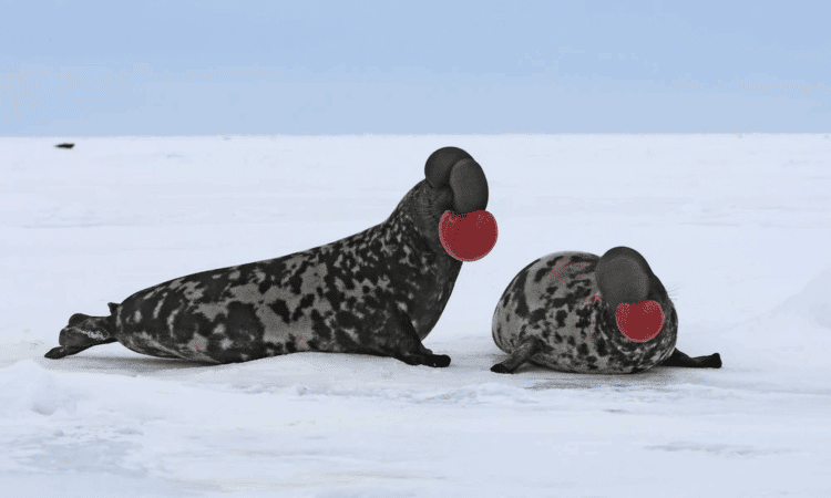 foca capuchina barbuda pía son especies Ártico peligro extinción cambio climático avisa UICN