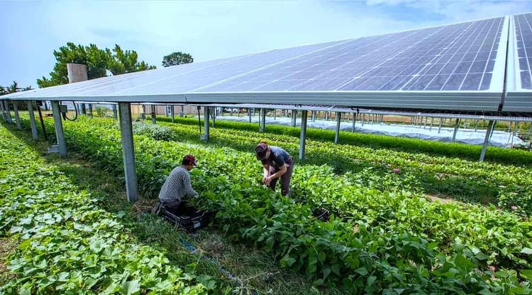 planta agrivoltaica Universidad Politécnica Cataluña optimiza suelo cultivo genera energía solar