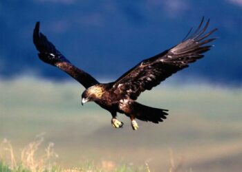 Avisan mortalidad águila imperial parques eólicos Derramador Frontones y Fuenteálamo Albacete