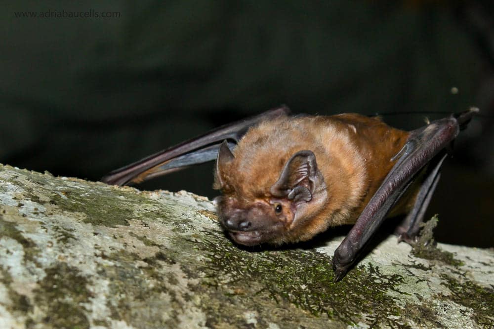 murciélago grande Europa nóctulo grande capaz cazar comer aves vuelo noche