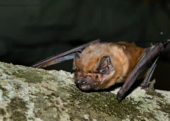 murciélago grande Europa nóctulo grande capaz cazar comer aves vuelo noche
