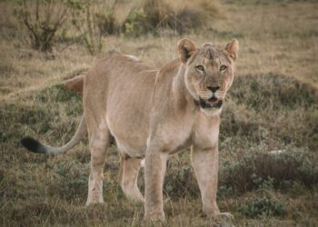 hembras viven más machos raíces hunden evolución no exclusivas nuestra especie