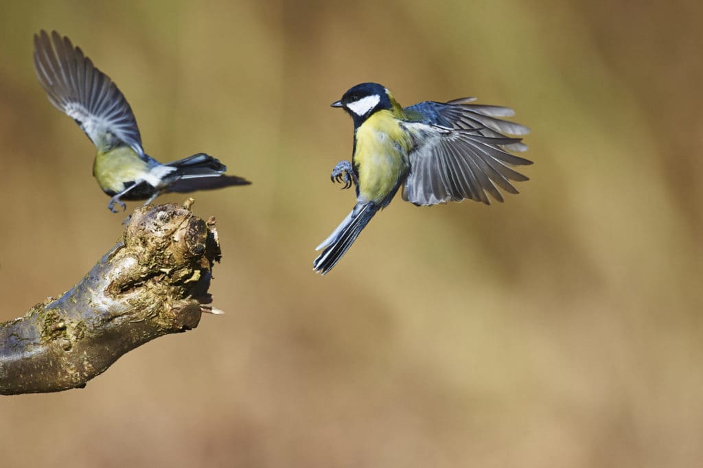 hermanos enseñan aves cantoras padres
