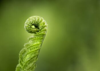 UE destinar presupuesto creíblepara conservación naturaleza