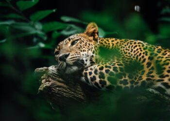 Costa Rica estudiar movimientos conservar especie usará collares satelitales jaguares