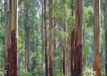 bosques autóctonos son ideales especies aves eucaliptos no tanto