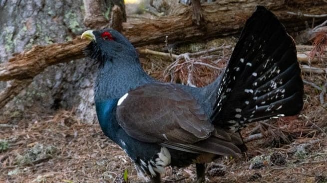 Tumban parque eólico Peña Gato ubicado entre Cepeda Bierzo León, riesgos urogallo