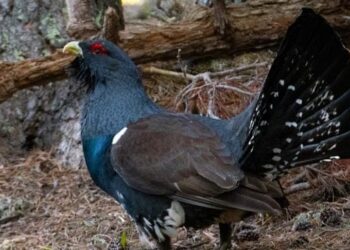 Tumban parque eólico Peña Gato ubicado entre Cepeda Bierzo León, riesgos urogallo