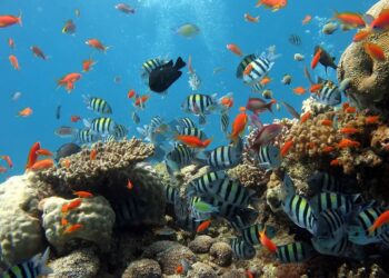 humano llevado al planeta cruzar primer punto de no retorno climático extrema mortandad arrecifes coral
