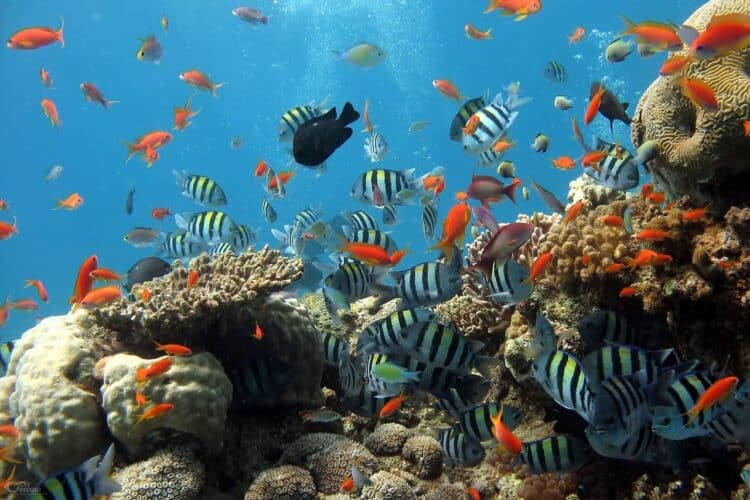 humano llevado al planeta cruzar primer punto de no retorno climático extrema mortandad arrecifes coral