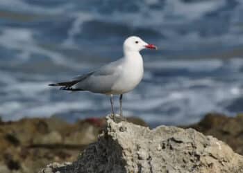 Internacional Safe Flyways Ending Illegal Killing Birds Mediterranean cita conservación biodiversidad