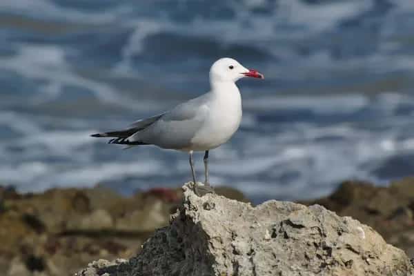 Internacional Safe Flyways Ending Illegal Killing Birds Mediterranean cita conservación biodiversidad