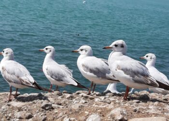 Desmontan bulos cómo plantas colonizan islas