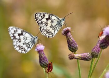 Costa Rica mariposas jardineras planeta presencia indicador ecosistemas saludables