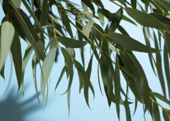 ONG ecologista denuncia Xunta Galicia esconde datos plantaciones eucalipto tras moratoria