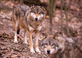 Pacma lleva ante el juez a la consejera cántabra, María Jesús Susinos, por su ‘nefasta’ gestión del lobo ibérico 2 Pacma lleva ant juez consejera Susinos, por nefasta gestión lobo ibérico