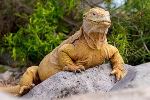 Islas Galápagos liberan 1500 iguanas terrestres Isla Santiago