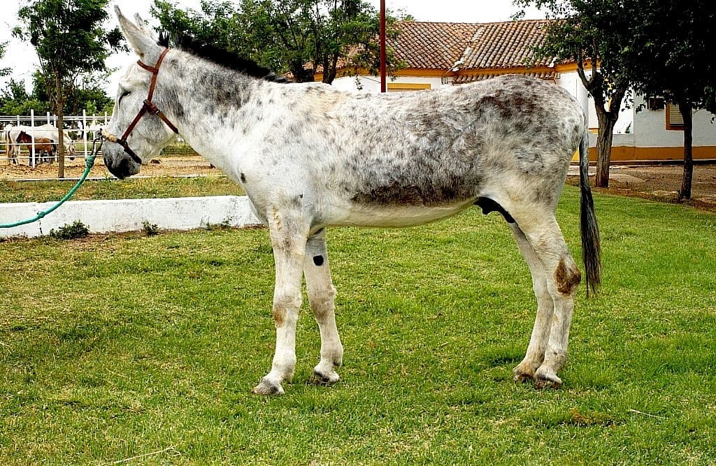Asno andaluz raza peligro crítico extinción mantiene viva memoria mundo rural