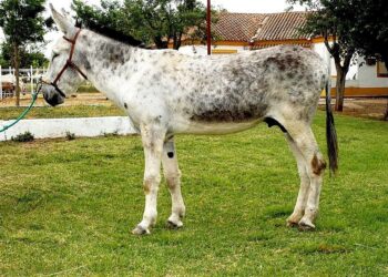 Asno andaluz raza peligro crítico extinción mantiene viva memoria mundo rural