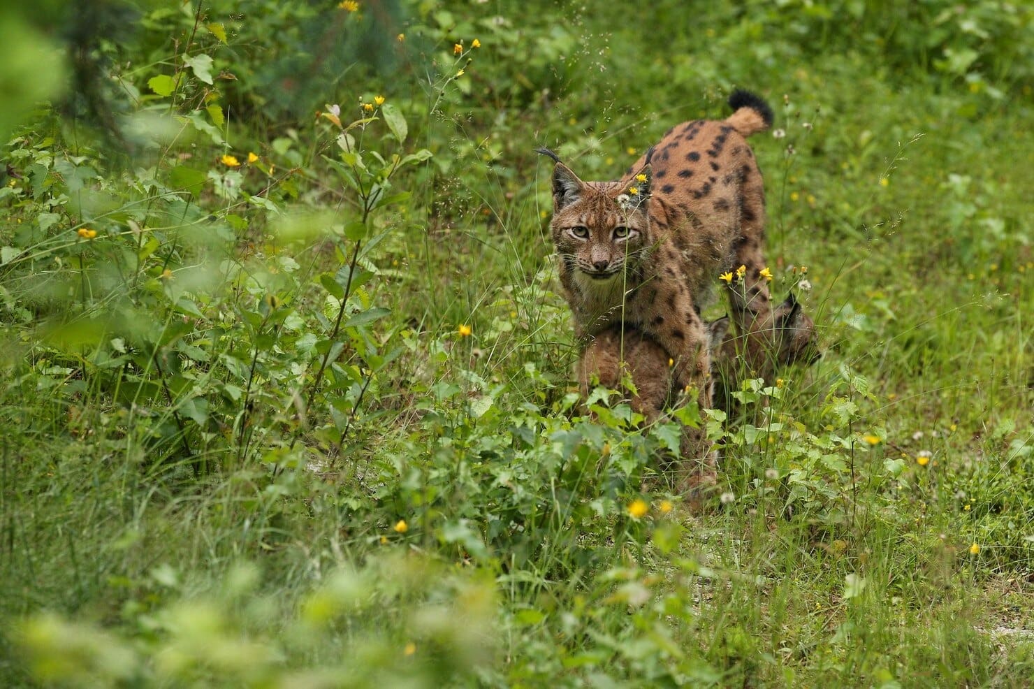 Almería primer nacimiento tres cachorros lince ibérico Vélez-Rubio
