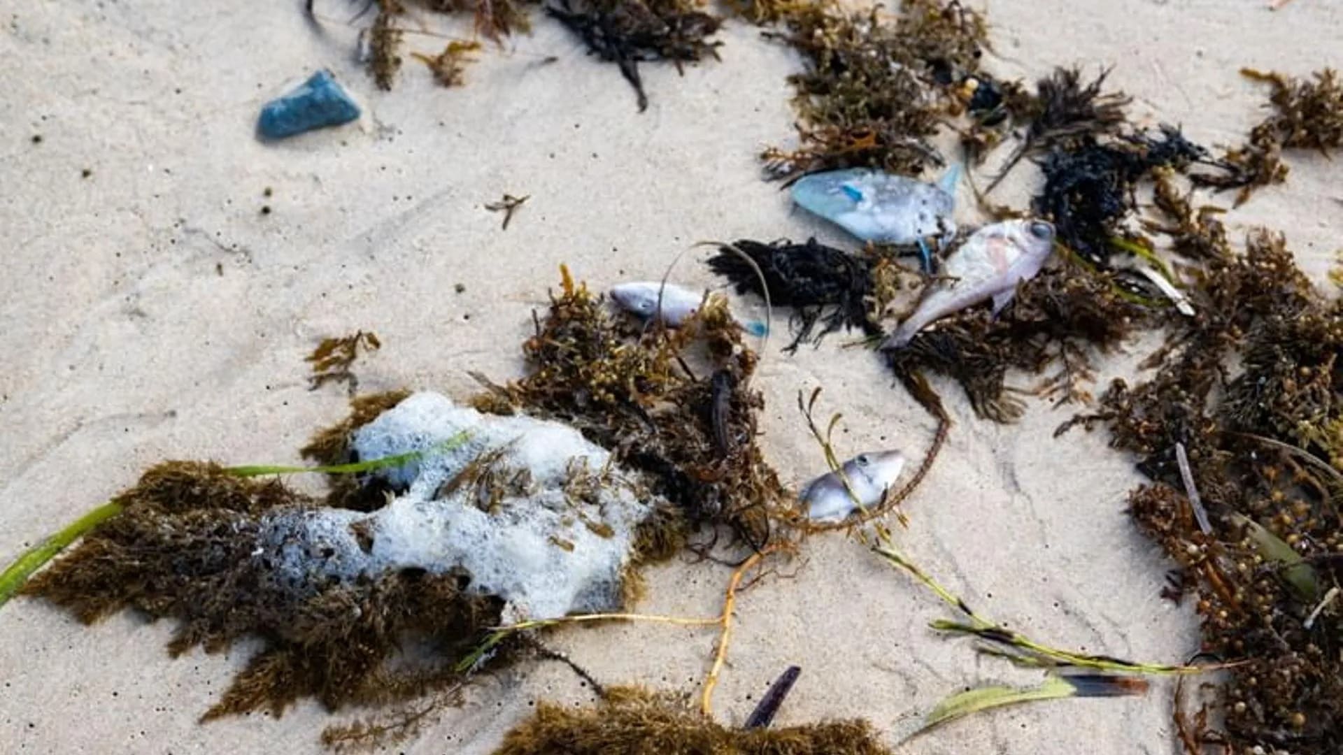 Australia anuncia inversión histórica combatir algas tóxicas