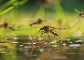 paradoja especies más resistentes calor no tendrán ventaja ante cambio climático