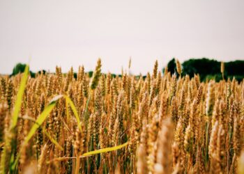 Día Mundial Alimentación 2025 UE desmonta Pacto Verde PAC ahora rebaja protección ambiental campo