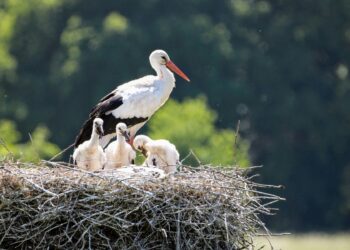 Día Mundial Aves Migratorias 2025