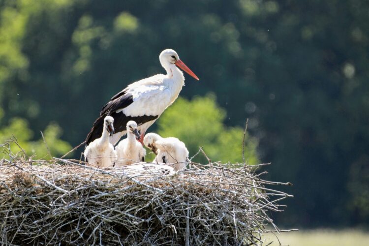 Día Mundial Aves Migratorias 2025