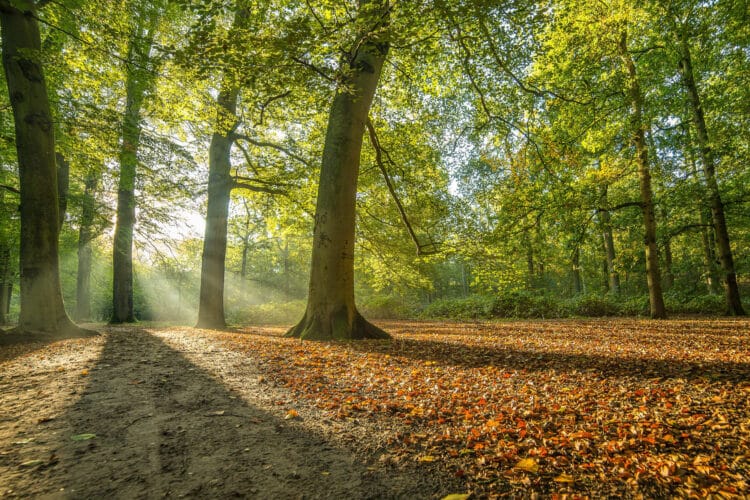 futuro montes bosques jornada proyecto RECONECTA