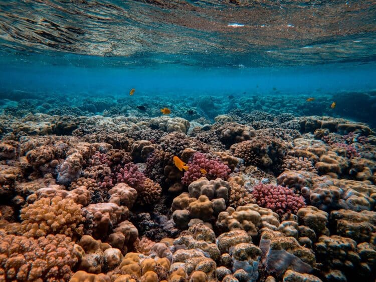 que pasa Plan Nacional Restauración Naturaleza Ecologistas exigen ambición financiación real constatable