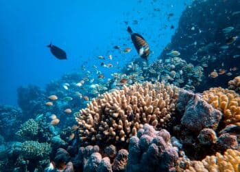 Informe Global Tipping Points 2025 arrecifes coral extinguirán si no se revierte cambio climático