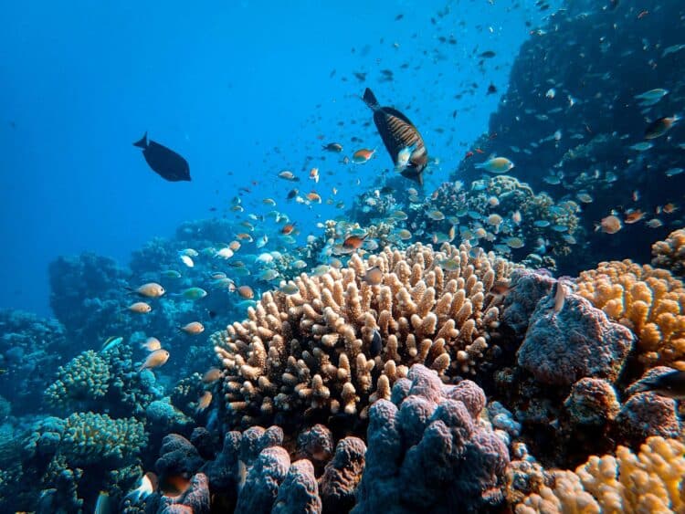 Informe Global Tipping Points 2025 arrecifes coral extinguirán si no se revierte cambio climático