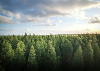 deforestación ralentiza tasa actual demasiado elevada y bosques siguen bajo presión