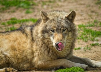 Tribunal Superior Justicia Asturias admite trámite recurso Verdes Equo contra programa control lobo ibérico