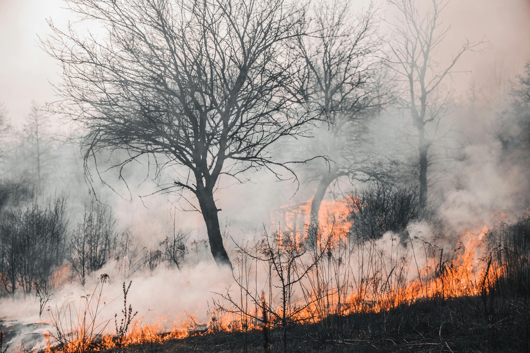 incendios forestales volverán sin gestión adecuada serán mucho peores