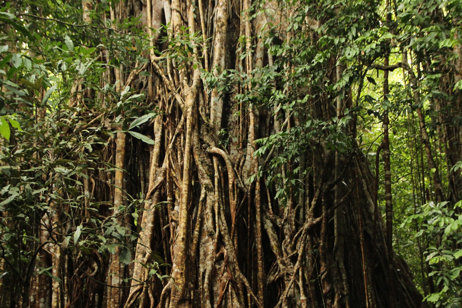 Proyecto RAINFOR árboles Amazonía crecen más dióxido carbono hace fertilizante