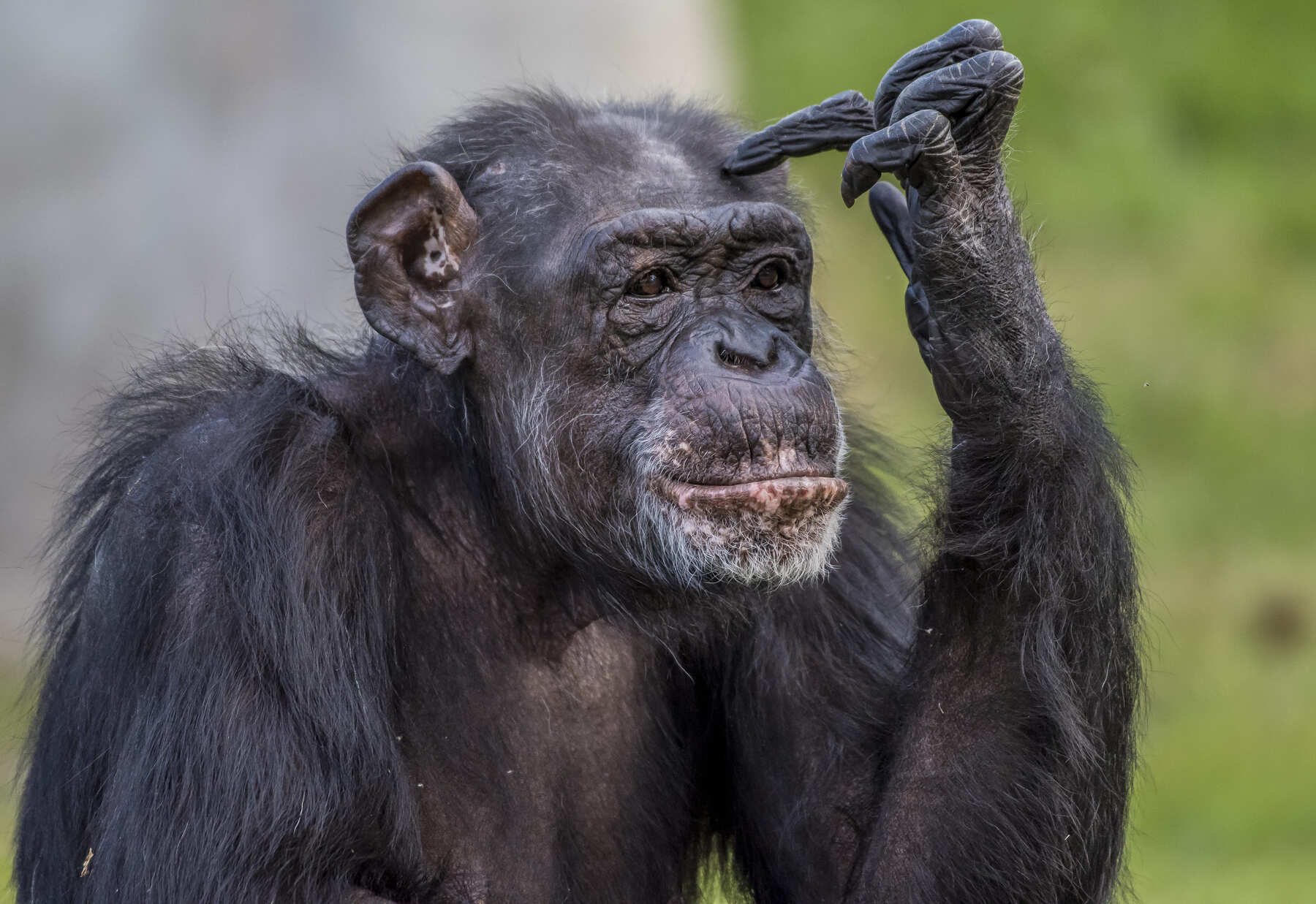 Científicos liderados Universidad California Berkeley aportan pruebas chimpancés pensadores racionales