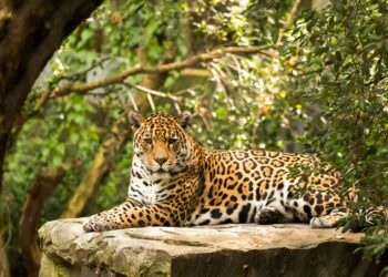plan acción conjunto 18 países conservación jaguar