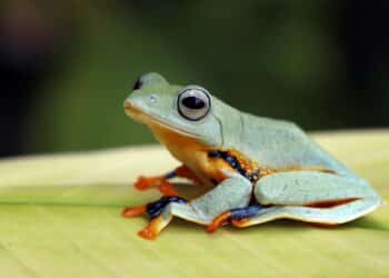 Arranca Panamá reunión ONU SBSTTA 27 garantizar conservación biodiversidad ecosistemas