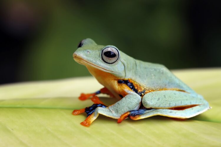 Arranca Panamá reunión ONU SBSTTA 27 garantizar conservación biodiversidad ecosistemas