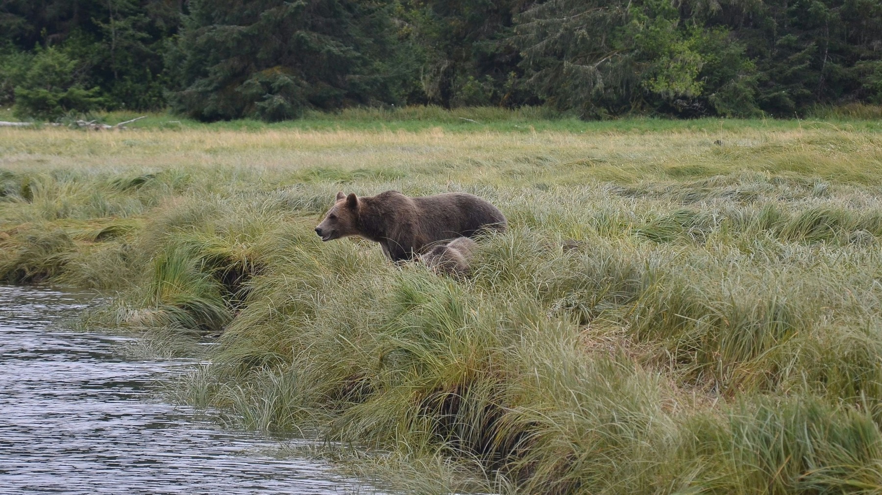 Proteger oso todo ecosistema es paso clave propia supervivencia ser humano