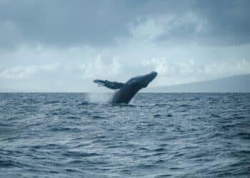 Mediterráneo noroccidental tráfico marino trampa mortal ballenas