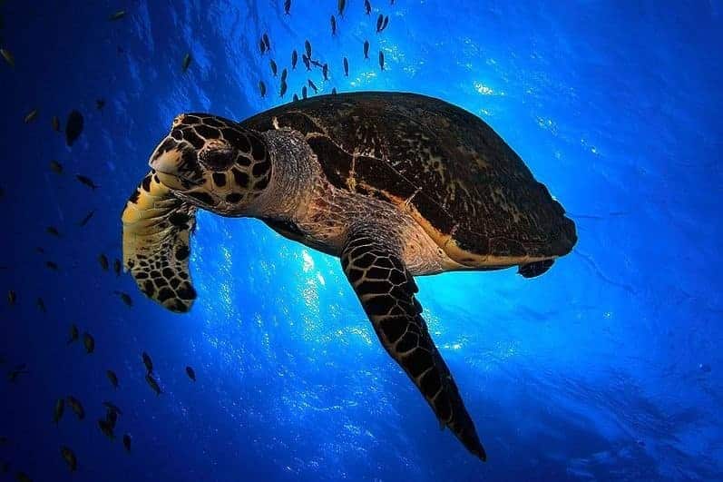 Liberan 36 tortugas bobas playa Elche tras año cuidado Oceanogràfic València