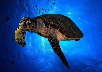 Liberan 36 tortugas bobas playa Elche tras año cuidado Oceanogràfic València