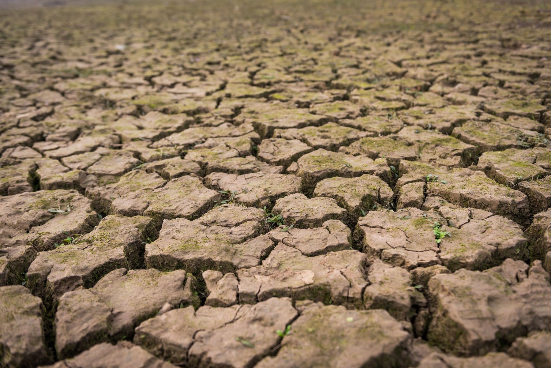 sequías debidas cambio climático ponen peligro capacidad pastizales matorrales almacenar carbono