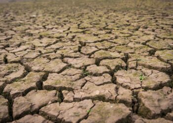 sequías debidas cambio climático ponen peligro capacidad pastizales matorrales almacenar carbono